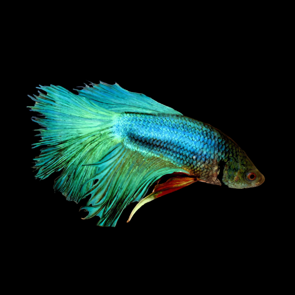 Veiltail Betta Male Turquoise Base 3cm - Real Aquatics