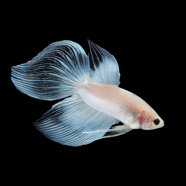 Veiltail Betta Male White Base 3cm - Real Aquatics