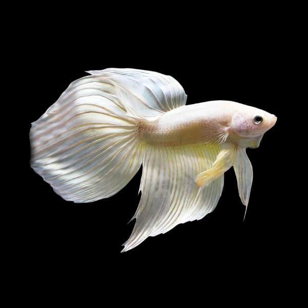 Veiltail Betta Male White 3cm - Real Aquatics