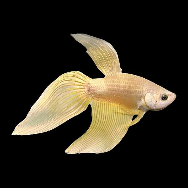 Veiltail Betta Male Yellow 3cm - Real Aquatics