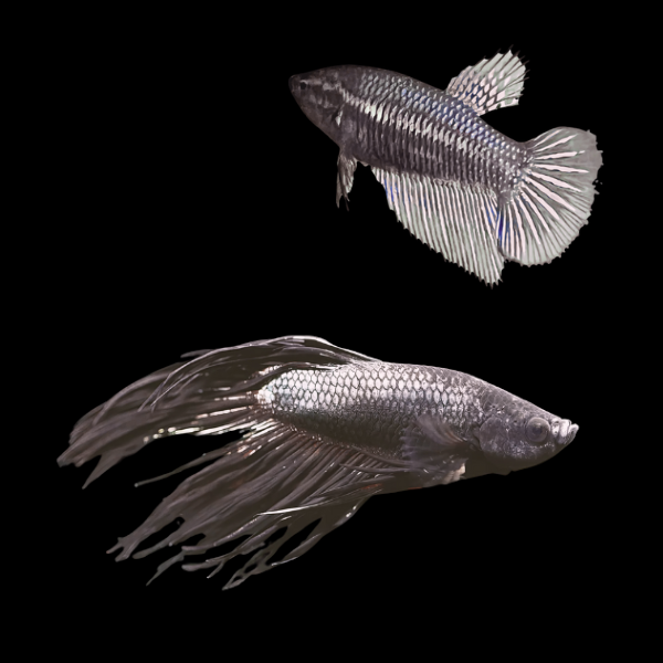 Standard Betta Pair Male & Female Black 3cm