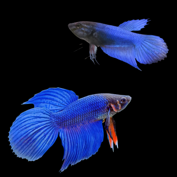 Standard Betta Pair Male & Female Blue Base 3cm