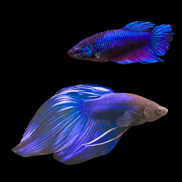 Veiltail Betta Pair Male & Female Blue 3cm - Real Aquatics