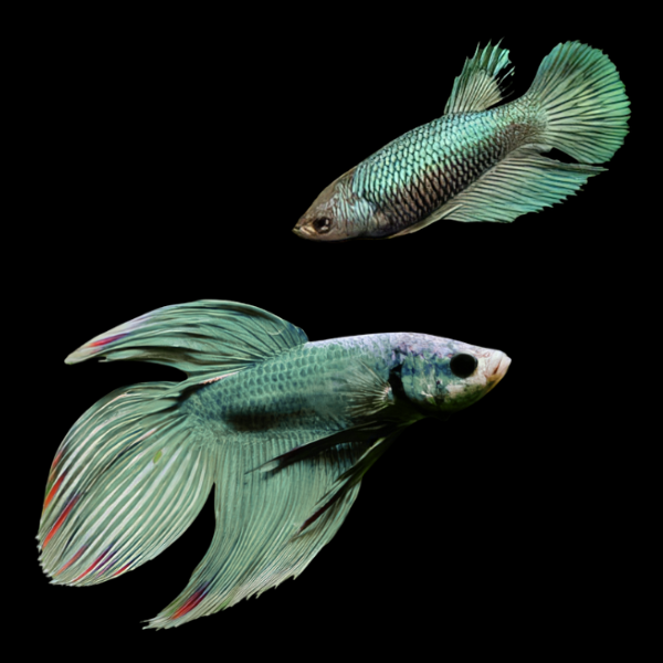 Standard Betta Pair Male & Female Green 3cm