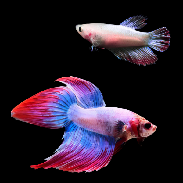 Standard Betta Pair Male & Female Pink Base 3cm