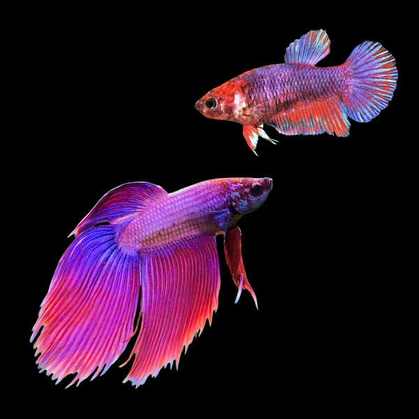 Standard Betta Pair Male & Female Purple Base 3cm