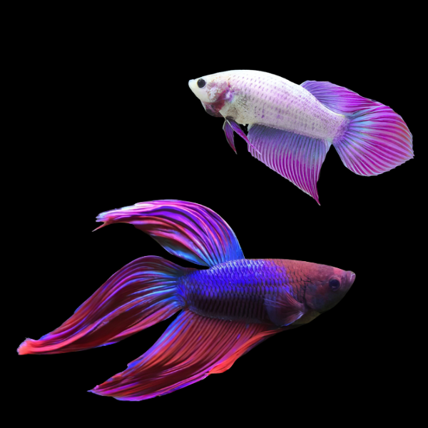 Standard Betta Pair Male & Female Purple 3cm