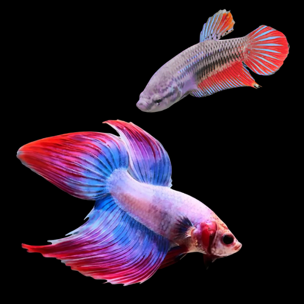 Standard Betta Pair Male & Female Tri Colour 3cm