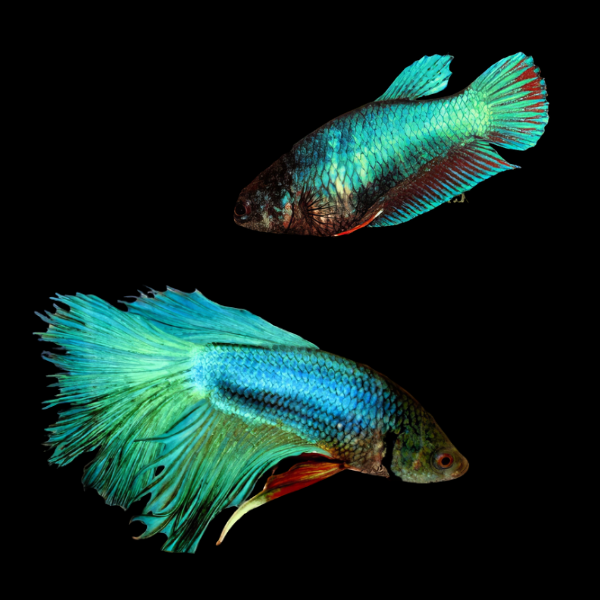 Standard Betta Pair Male & Female Turquoise Base 3cm