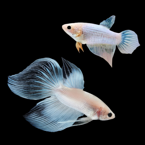 Standard Betta Pair Male & Female White Base 3cm
