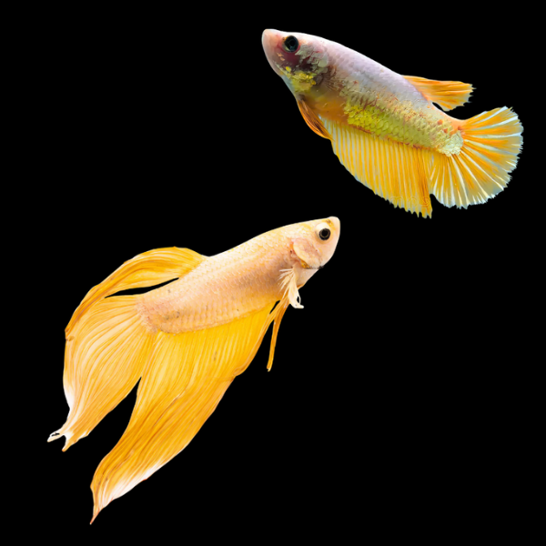Standard Betta Pair Male & Female Yellow Base 3cm