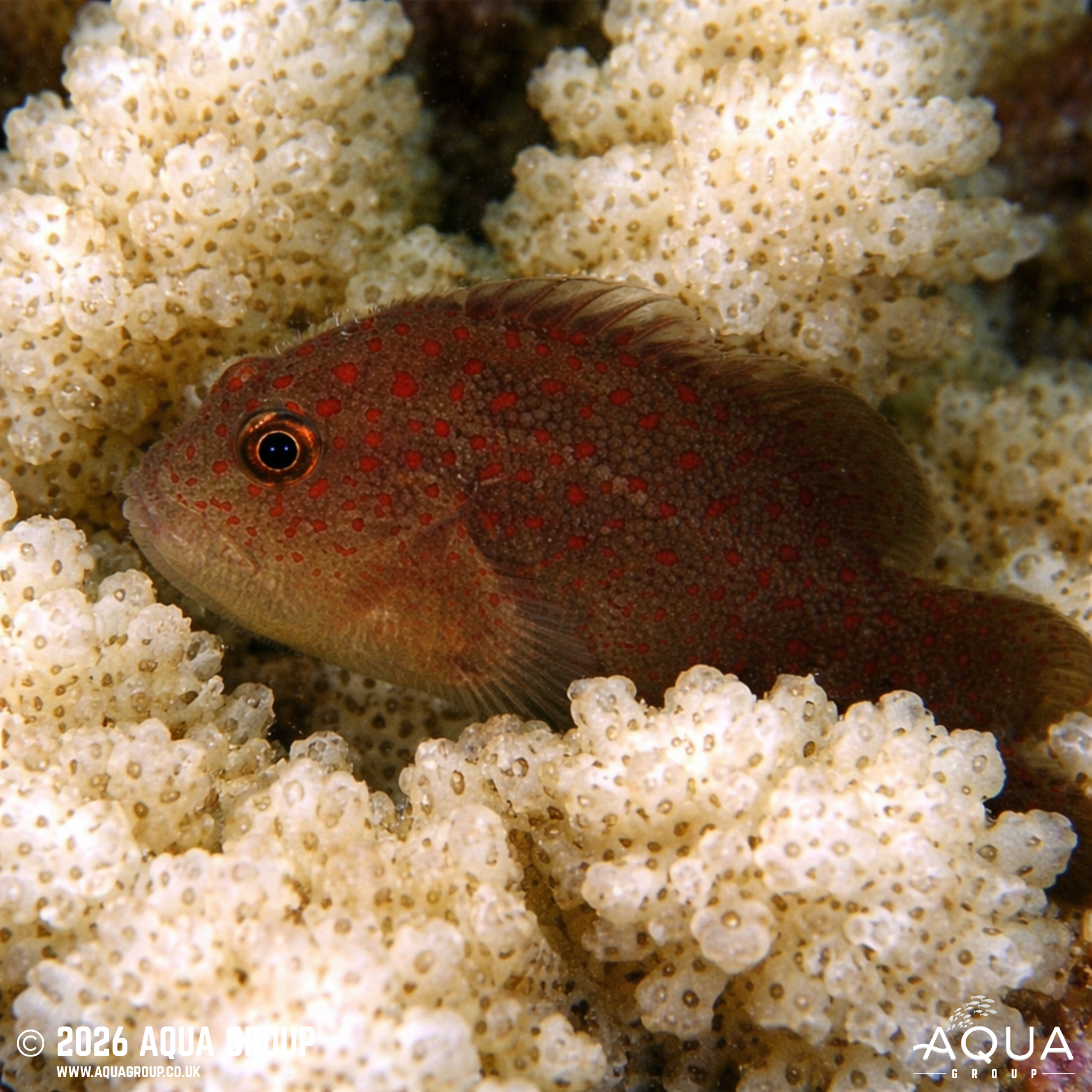 Velvet Coral Croucher (Caracanthus unipinna)