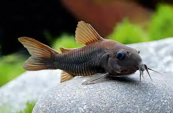 Venezuelan Black Corydoras Aeneus 3cm Catfish - Real Aquatics