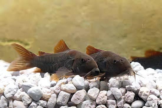 Venezuelan Black Corydoras Aeneus 3cm Catfish - Real Aquatics