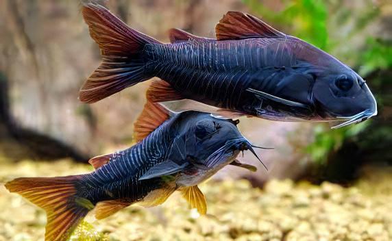 Venezuelan Black Corydoras Aeneus 3cm Catfish - Real Aquatics