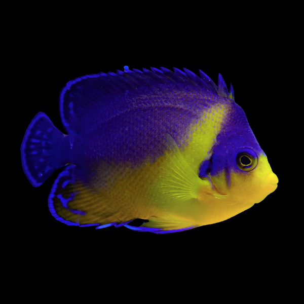 Venusta Dwarf Angelfish Paracentropyge Venusta - Real Aquatics