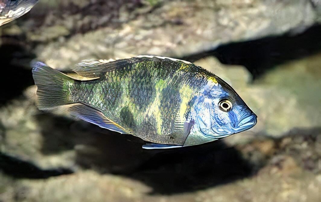 Haplochromis Venustus Giraffe Malawi African Cichlid