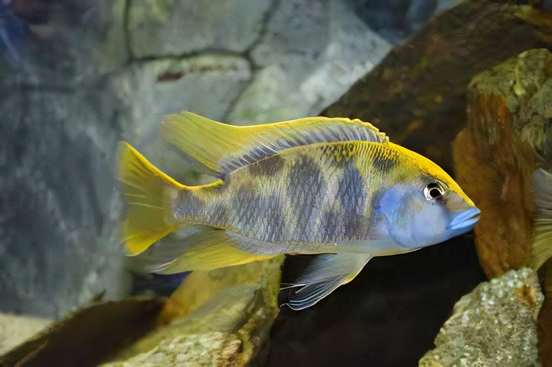 Haplochromis Venustus Giraffe Malawi African Cichlid