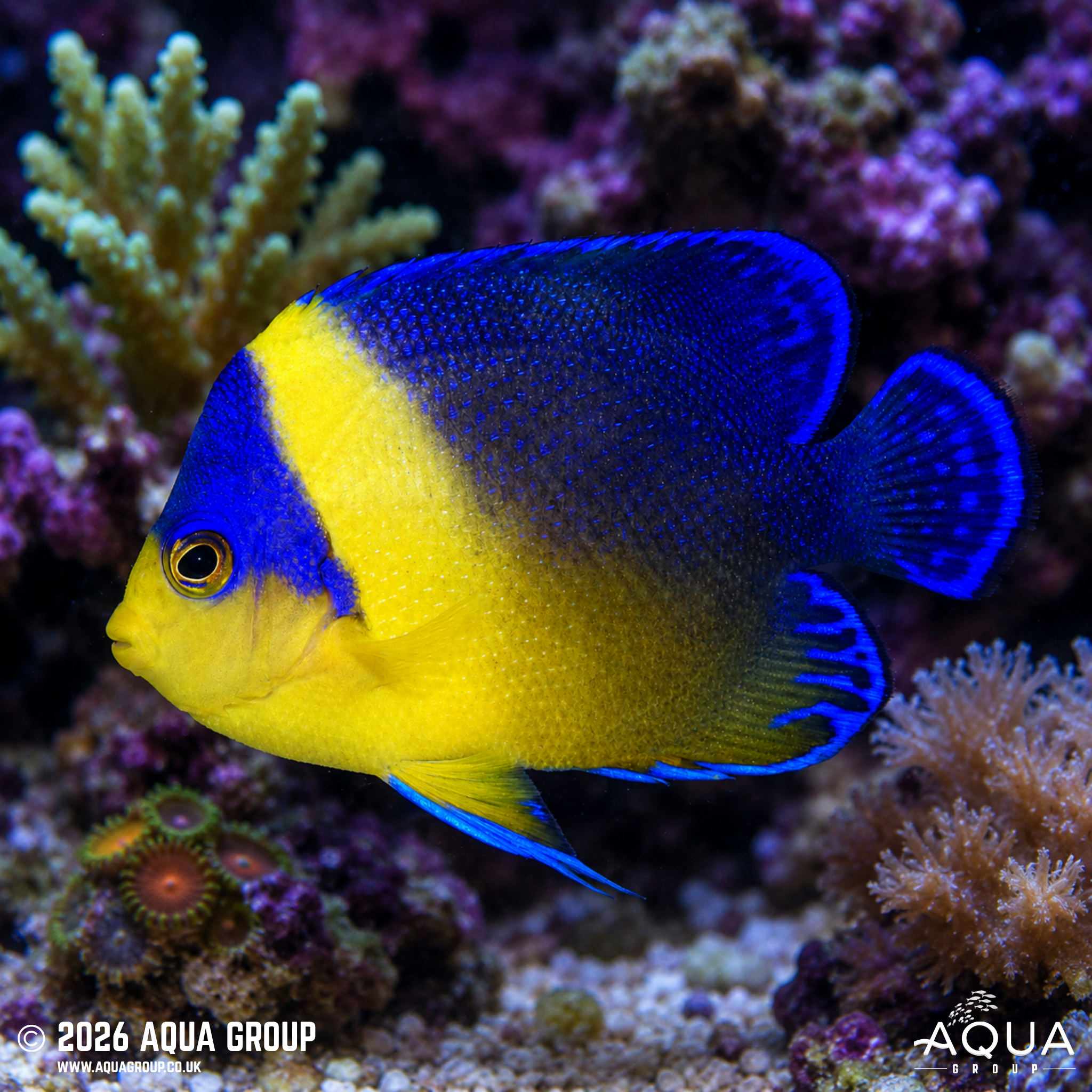Venustus Angelfish (Paracentropyge venusta)