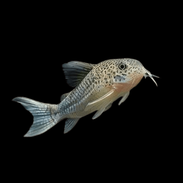 Violet Corydoras Similis 3cm Catfish - Real Aquatics