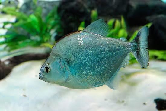 Violet Line Gerys Piranha Serrasalmus Geryi 10cm - Real Aquatics