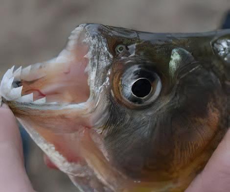 Violet Line Gerys Piranha Serrasalmus Geryi 10cm - Real Aquatics
