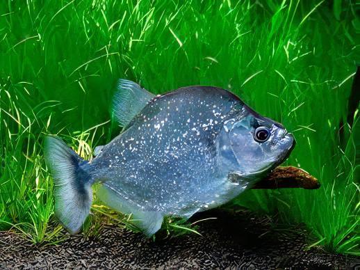 Violet Line Gerys Piranha Serrasalmus Geryi 10cm - Real Aquatics