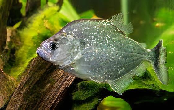 Violet Line Gerys Piranha Serrasalmus Geryi 10cm