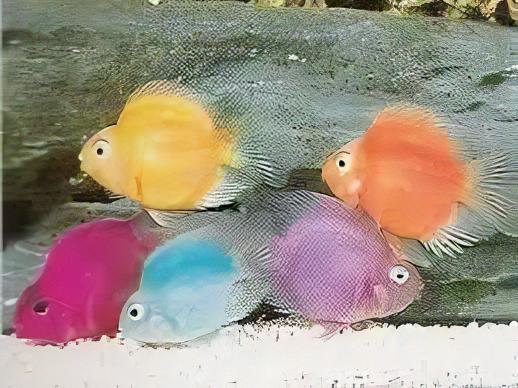 Purple Baby Parrot Fish Hybrid Amphilophus citrinellus Vieja melanurus 3cm - Real Aquatics