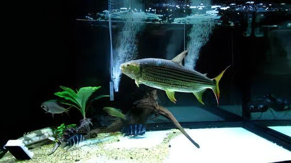 African Vittatus Tiger Fish Hydrocynus Vittatus