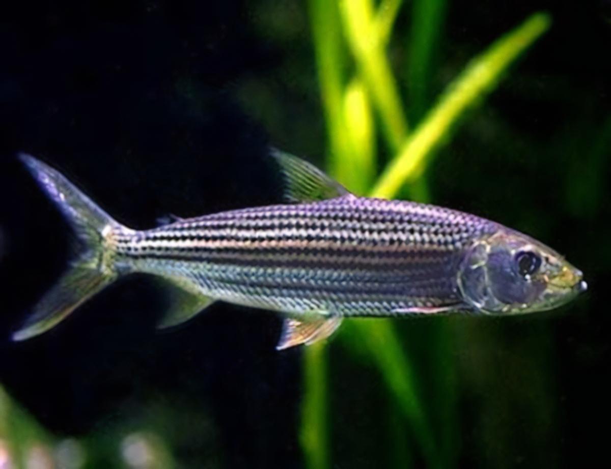 African Vittatus Tiger Fish Hydrocynus Vittatus