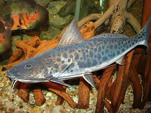 Vulture Catfish Calophysus Macropterus 12cm - Real Aquatics
