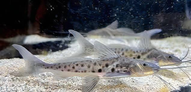 Vulture Catfish Calophysus Macropterus 12cm - Real Aquatics