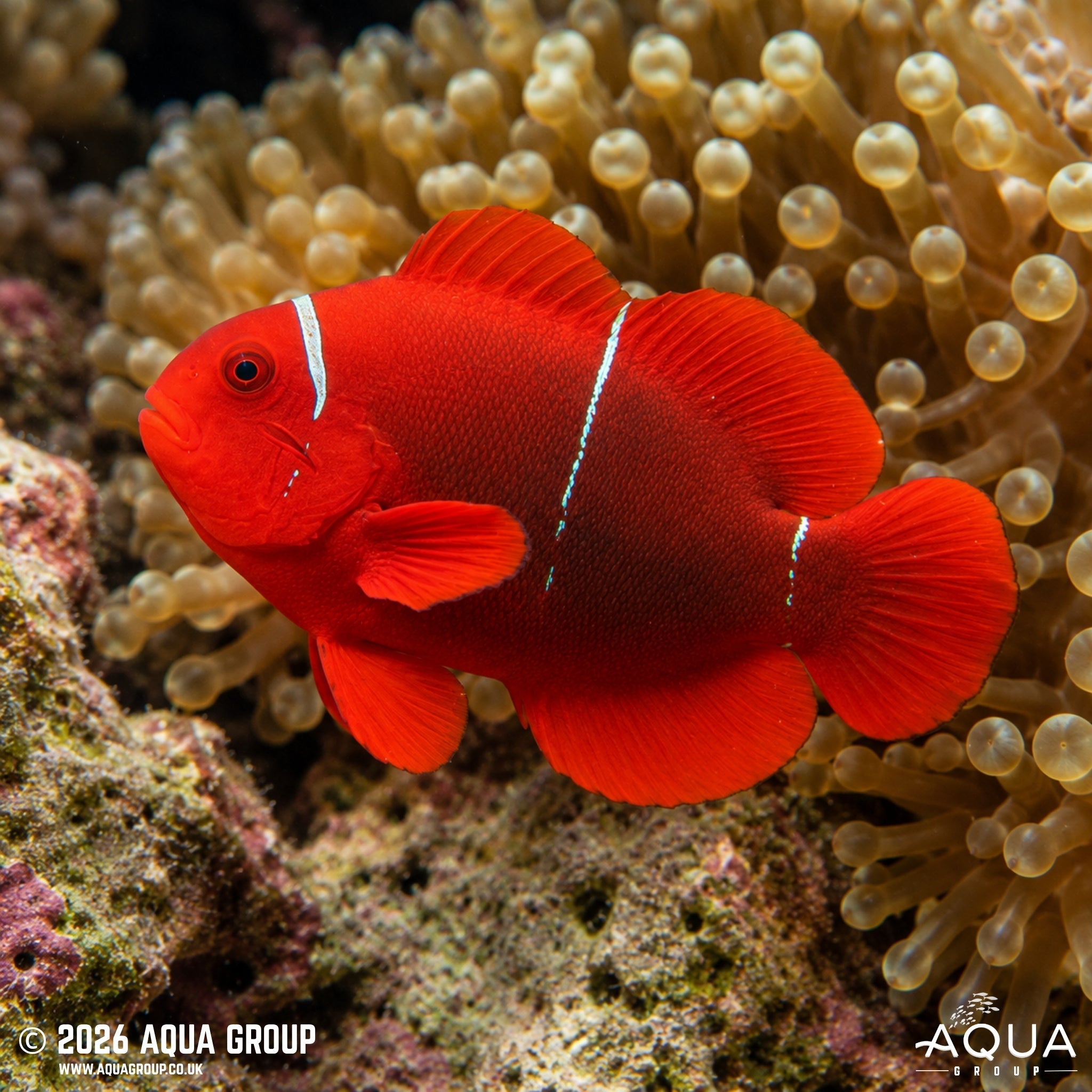 Wild Australian Maroon Clownfish (Premnas biaculeatus)