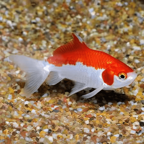 Wakin Goldfish Carassius Auratus 10cm - Real Aquatics