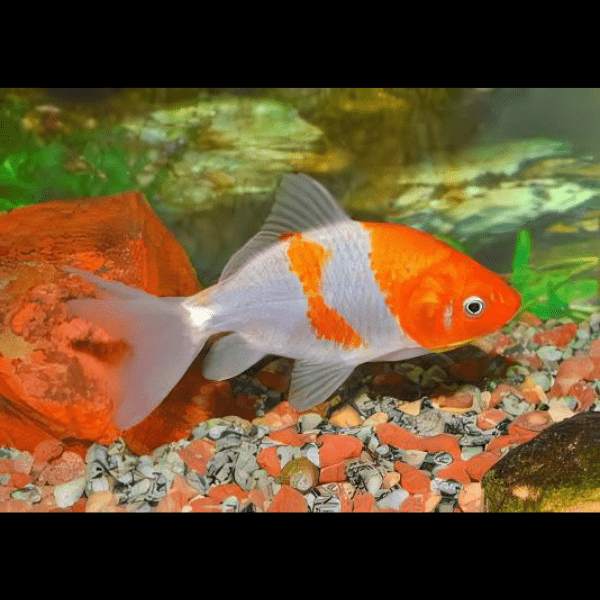 Wakin Goldfish Carassius Auratus 10cm - Real Aquatics