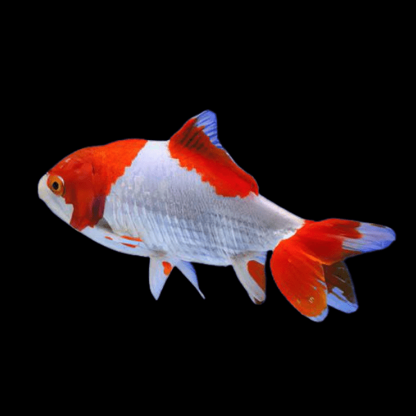Wakin Goldfish Carassius Auratus 10cm - Real Aquatics