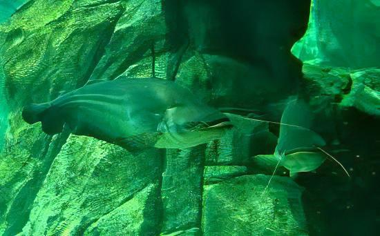 Great Tapah Striped Catfish Wallagoo Leeri 10cm - Real Aquatics