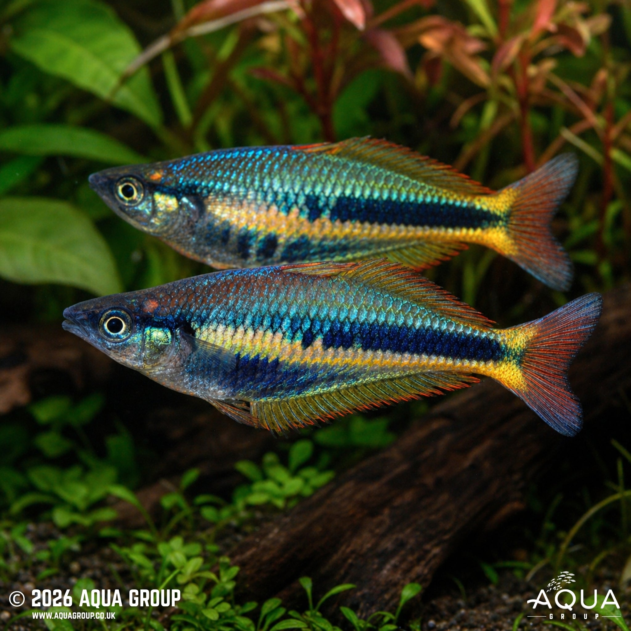 Wapoga Rainbowfish