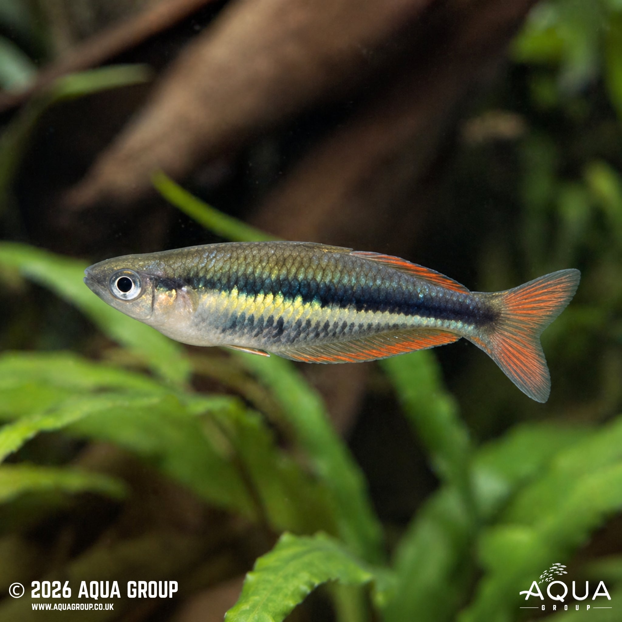 Wapoga Rainbowfish (Chilatherina alleni)