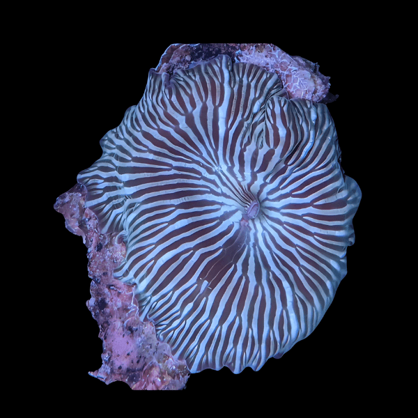 Watermelon Mushroom Fungiidae Coral Discosoma - Real Aquatics
