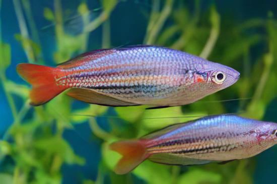 Western Rainbow Fish Melanotaenia Australis 5cm - Real Aquatics