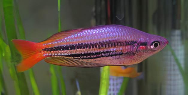 Western Rainbow Fish Melanotaenia Australis 5cm - Real Aquatics