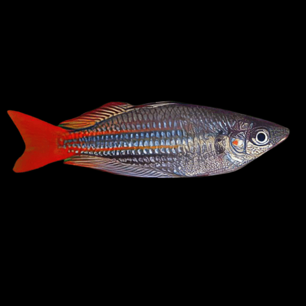 Western Rainbow Fish Melanotaenia Australis 5cm - Real Aquatics
