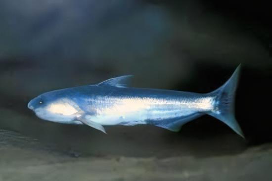 Whale Catfish Cetopsis Coecutiens 10cm - Real Aquatics