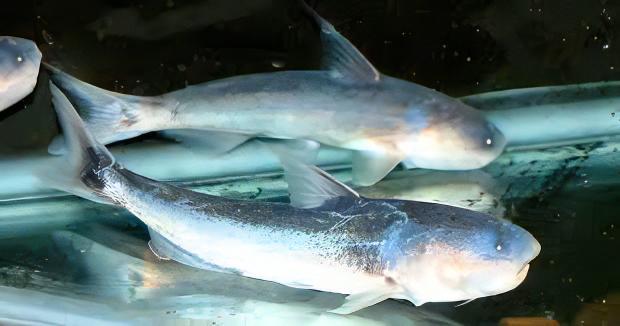 Whale Catfish Cetopsis Coecutiens 10cm - Real Aquatics