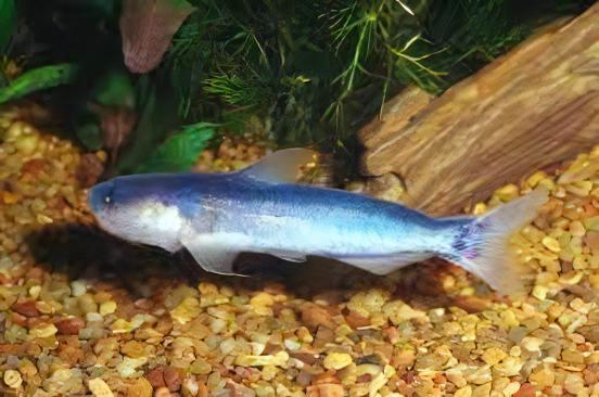 Whale Catfish Cetopsis Coecutiens 10cm - Real Aquatics
