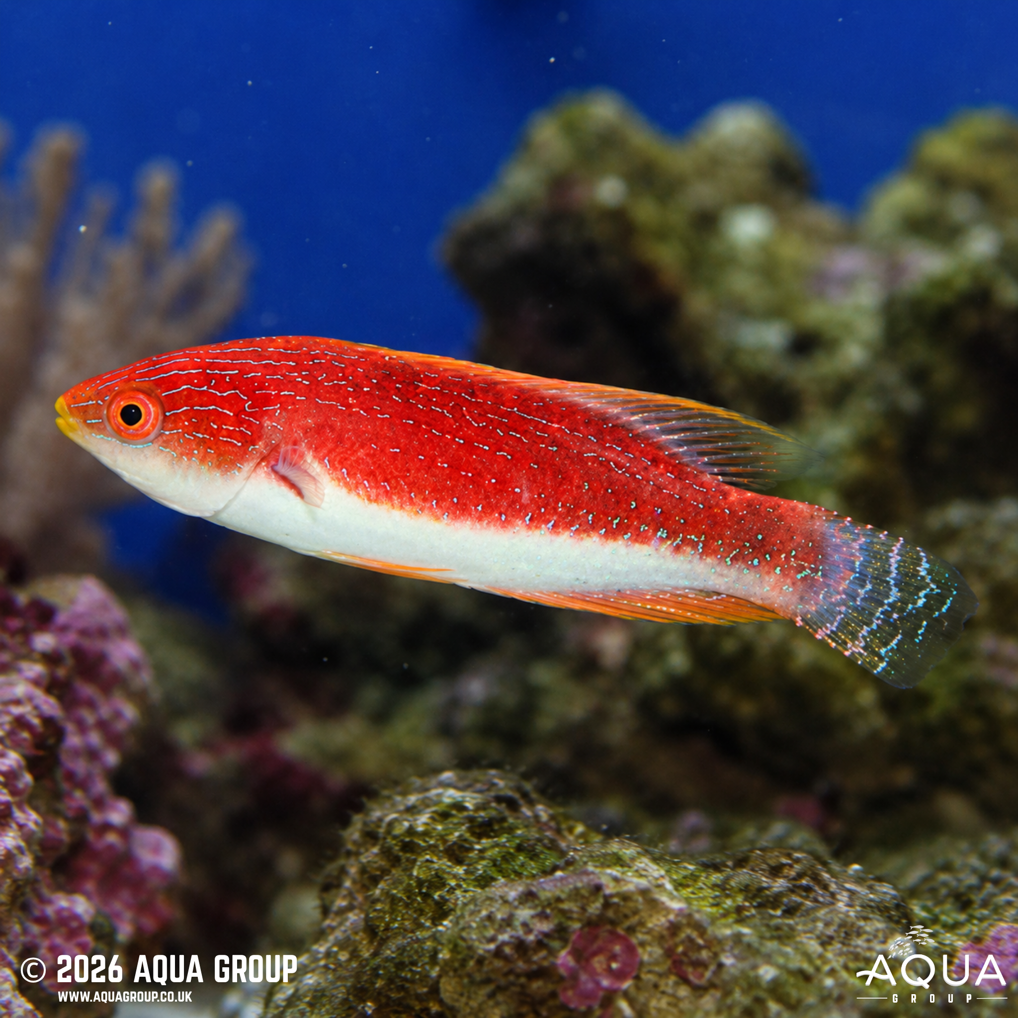 Whipfin Fairy Wrasse (Cirrhilabrus filamentosus)