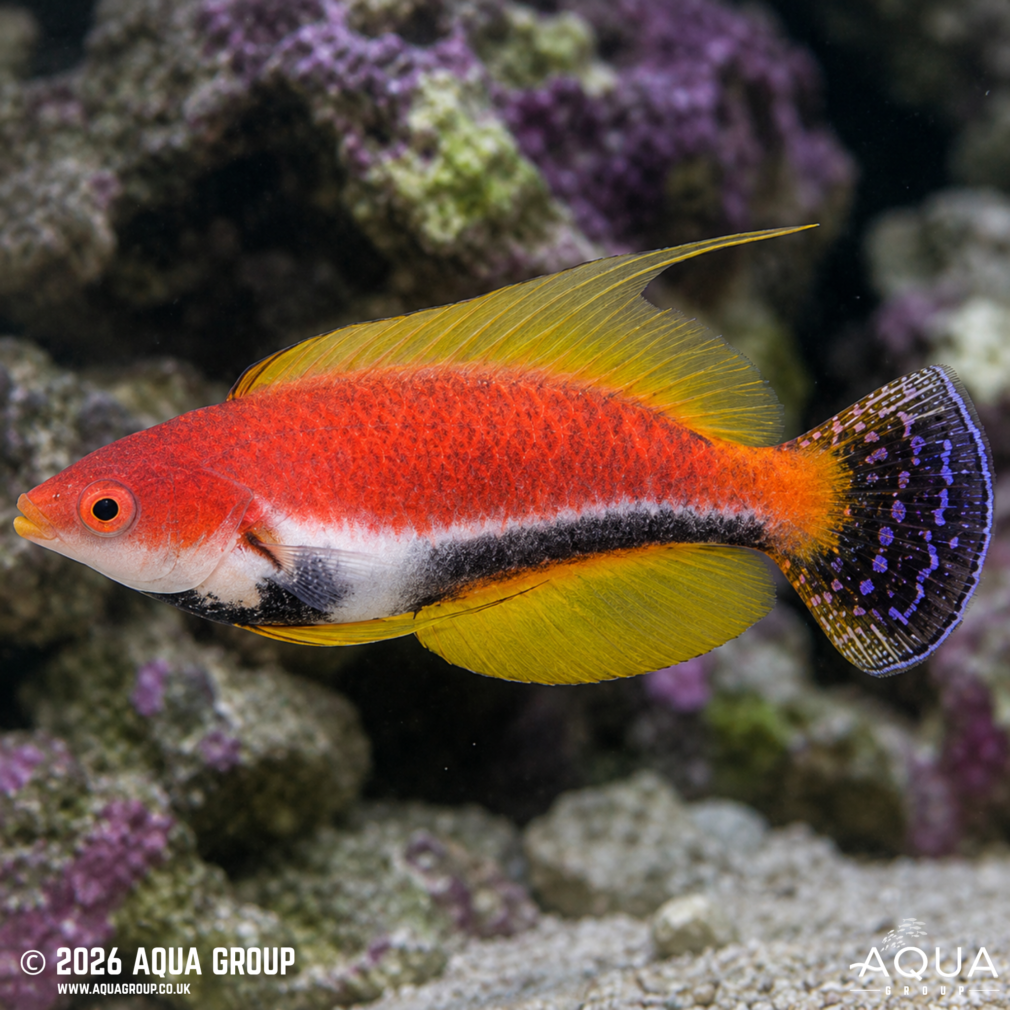 Whipfin Fairy Wrasse (Cirrhilabrus filamentosus)