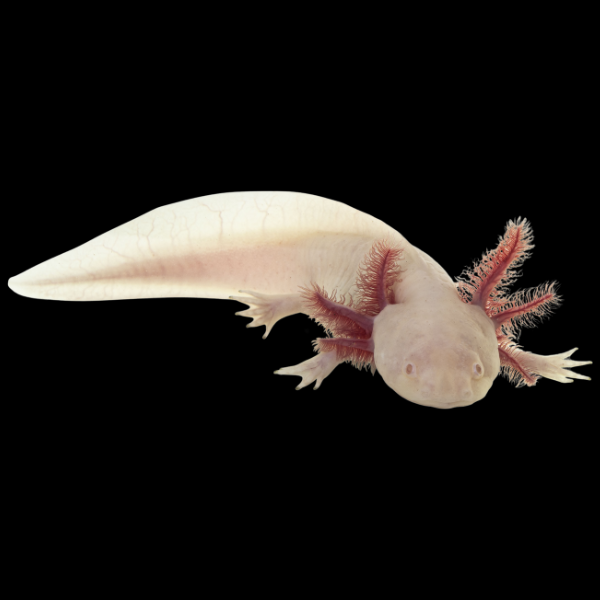 Albino White Red Eye Axolotl Ambystoma Mexicanum